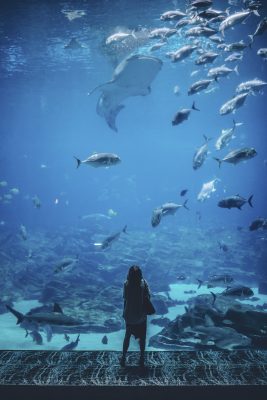 Article : Visite de l’Aquarium Mare Nostrum à Montpellier